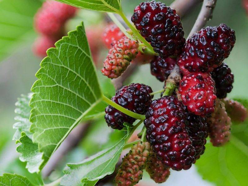 Шелковица купить саженцы из питомнике в Долгопрудном