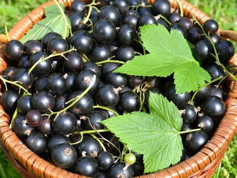 Смородина купить саженцы из питомника в Долгопрудном