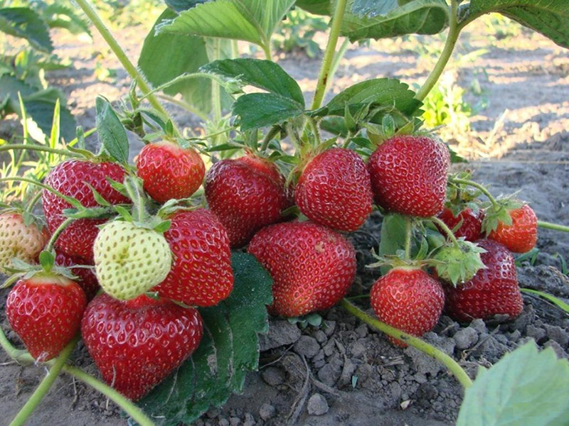 Клубника купить саженцы из питомника в Долгопрудном