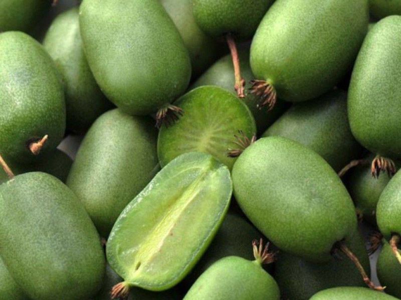 Актинидия купить саженцы из питомнике в Долгопрудном
