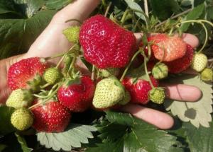 Клубника "ЕЛИЗОВЕТА-2" ремонтантный (7шт.)