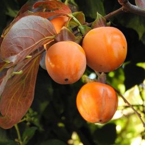 Хурма "ВИРГИНСКАЯ" октябрь-декабрь
