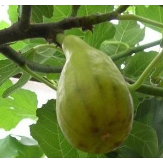 Инжир "ТУРЕЦКИЙ БЕЛЫЙ"