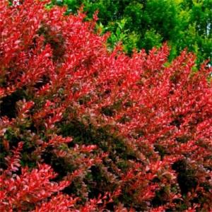 Барбарис "ВЕНИС"