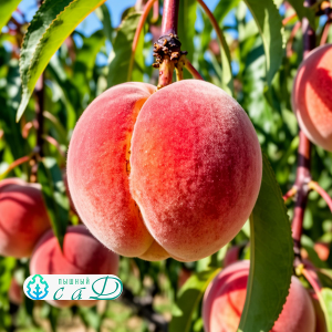 Персик "КРАСНОЩЕКИЙ"  (срок созревания - август)