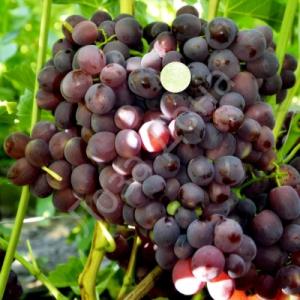 Виноград "НЕВЕСТА"