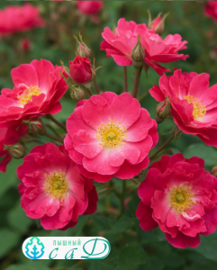 Роза "АЛЬБЕРИХ"